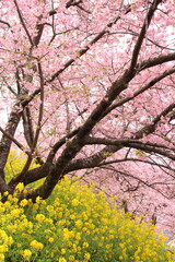 Spring cherry blossom sakura with blue sky in japan