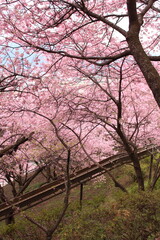 Spring cherry blossom sakura with blue sky in japan