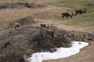 herd of steinbock capricorns grazing in Pontresina, Graubuenden, during summer. Ibex herd.