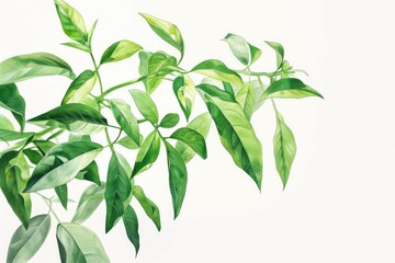 A realistic painting of a plant with vibrant green leaves. Perfect for botanical illustrations