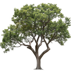 a realistic tree with branches and leaves isolated on transparent background