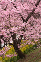 Spring cherry blossom sakura with blue sky in japan