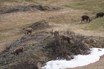 heard of Ibexes (Steinbock), Ibex, Carpricorn in Pontresina Graubuenden, part of a herd, snow,...