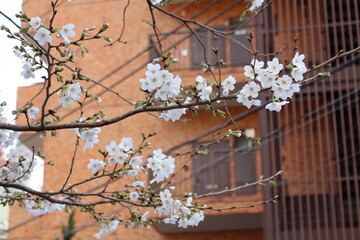Spring cherry blossom sakura in front of building in Japan