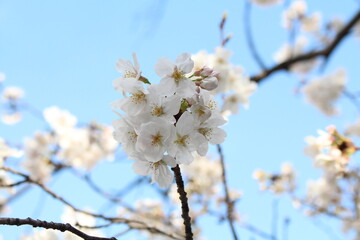 Spring cherry blossom sakura with blue sky in japan
