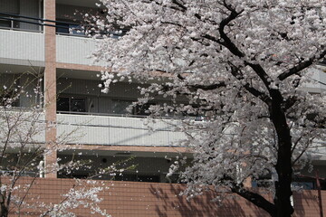 Spring cherry blossom sakura in front of building in Japan