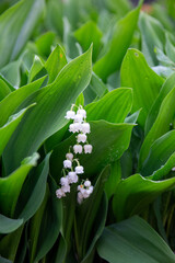 Fototapeta premium muguet 