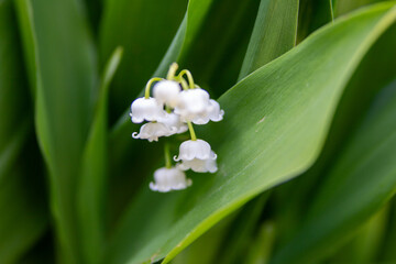 muguet
