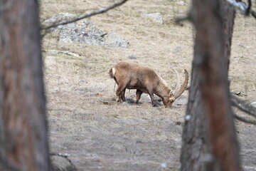 herd of steinbock capricorns grazing in Pontresina, Graubuenden, during summer. Ibex herd.