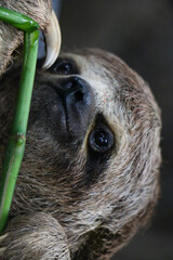 Closeup shot of a cute sloth