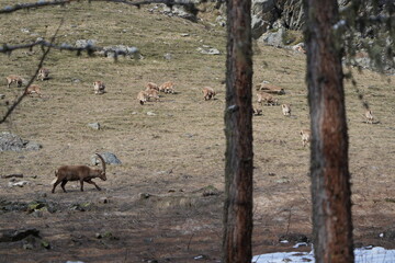 herd of steinbock capricorns grazing in Pontresina, Graubuenden, during summer. Ibex herd.