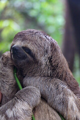 Fototapeta premium Closeup shot of a cute sloth