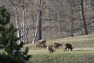 herd of steinbock capricorns grazing in Pontresina, Graubuenden, during summer. Ibex herd.