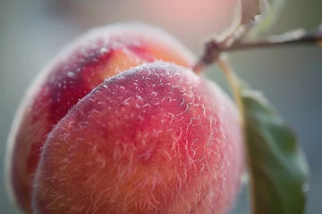 Foto op Plexiglas The Fuzzy Surface of a Peach Ready to be Plucked. © Usmanify