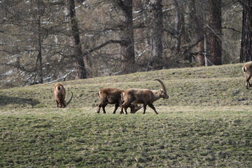 herd of steinbock capricorns grazing in Pontresina, Graubuenden, during summer. Ibex herd.