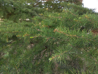 Pine tree branches with green needles, close-up, background