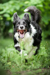 Fototapeta premium Border collie in green nature