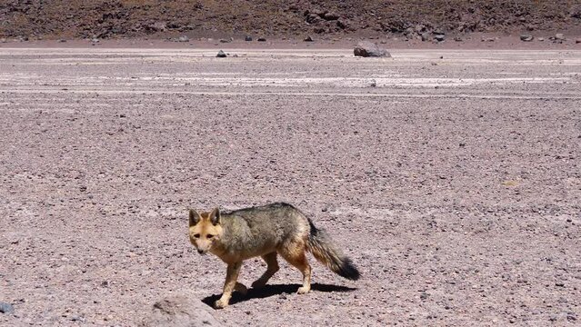 Crab-eating fox also called the common fox or Zorro in arid landscape in Bolivia's Altiplano