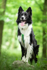 Border collie in green nature