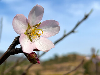 In the frame the blossoming almond tree branches, the background blurred. Almond flowers on blue sky.