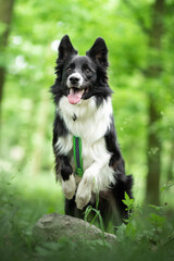 Fototapeta premium Border collie in green nature