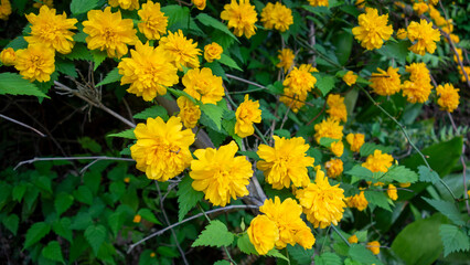 山に咲いている山吹の花