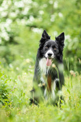 Border collie in green nature