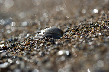 shell on the sand