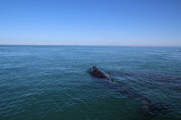 Fototapeta premium Gray whale at whale watching in Laguna San Ignacio Baja California, Mexico
