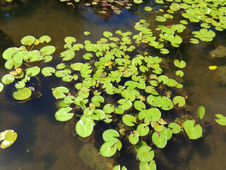  Serene Lily Pads on a Tranquil Pond