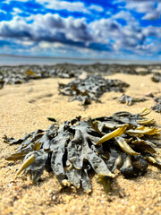 Seaweed on UK beach with cloudy blue sky 