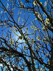 Blossom tree with white flowers in spring