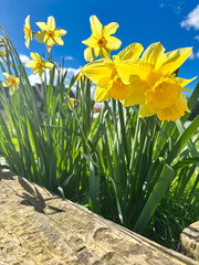 Daffodils in spring sunshine with blue sky