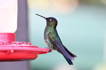 Costa Rica humming-bird