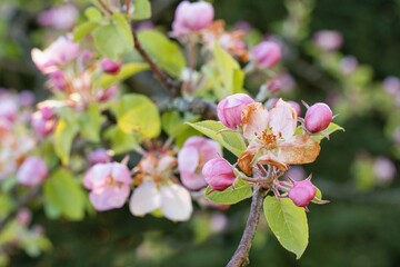 Apple tree flowers damaged by spring frost.