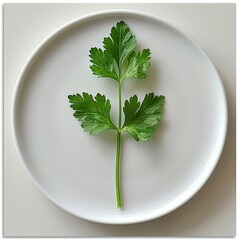 fresh parsley on a plate