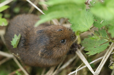 An endangered Water Vole, Arvicola amphibius, feeding on stinging nettle leaves at the edge of a...
