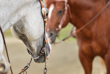 Detail of a gray quarter horse at show, ready to compete