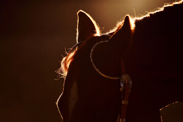 Western horse head silhouette at sunset during training