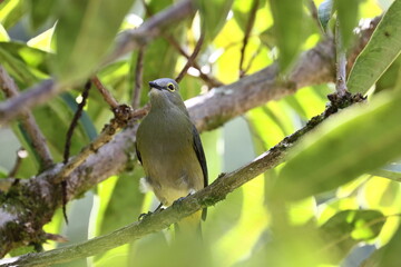 exotic bird of Costa Rica in the jungle 