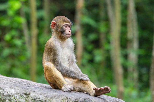 Close up of a young Rhesus macaque (Macaca mulatte), Zhangjiajie National Forest Park, Hunan province China