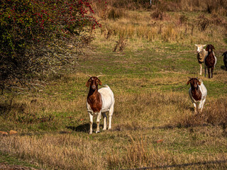  Brown And White Goats