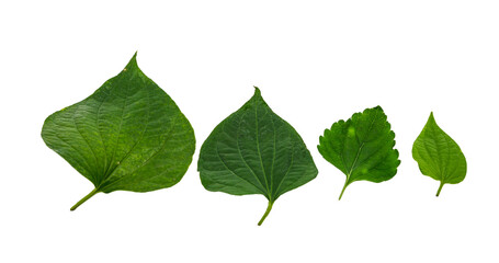 transparent background leaves