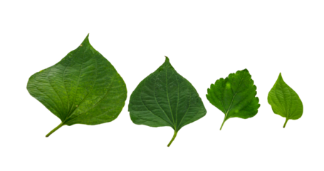 transparent background leaves