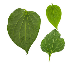 transparent background leaves