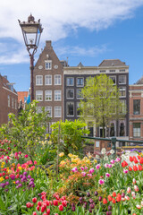Fototapeta na wymiar Tulips in a canal of Amsterdam, Netherlands