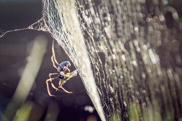 spider, Australian golden orb weaver, Trichonephila edulis, wrapping insect prey on web, morning...
