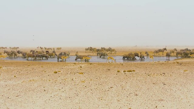 Plains zebras (Equus quagga) and Springboks (Antidorcas marsupialis) in a waterhole during a sandstorm in Etosha National Park, Namibia

