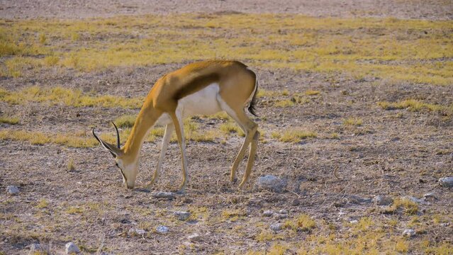 Springbok (Antidorcas marsupialis) grazing on scanty savanna in the dry season, Etosha national park Namibia
