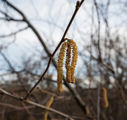 Detail of yellow hazel flower on a sprig.